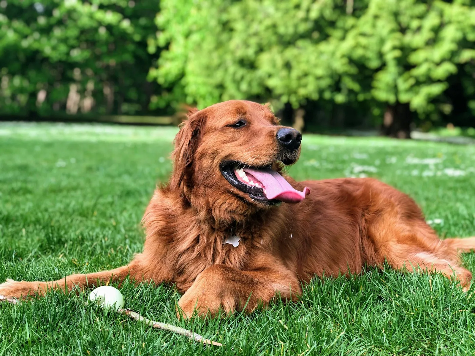 A dog resting on grass in golden afternoon light