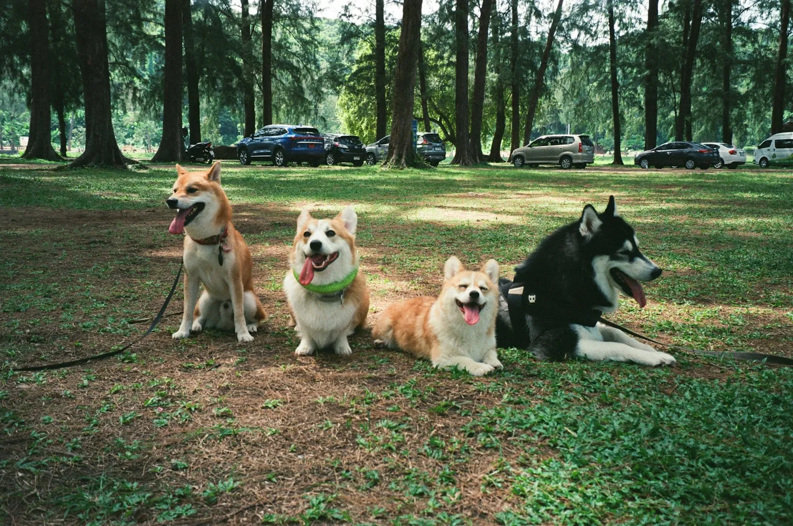 A group of dogs gathered on an open grassy field