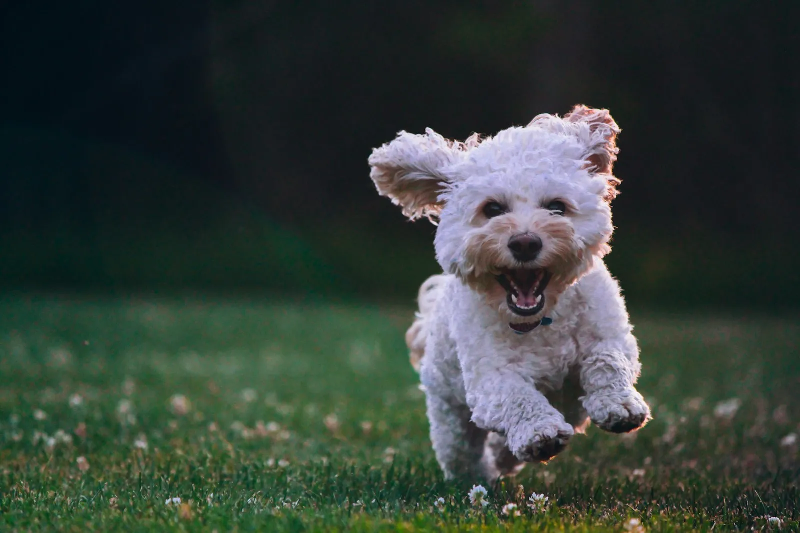 A small dog running across the grass