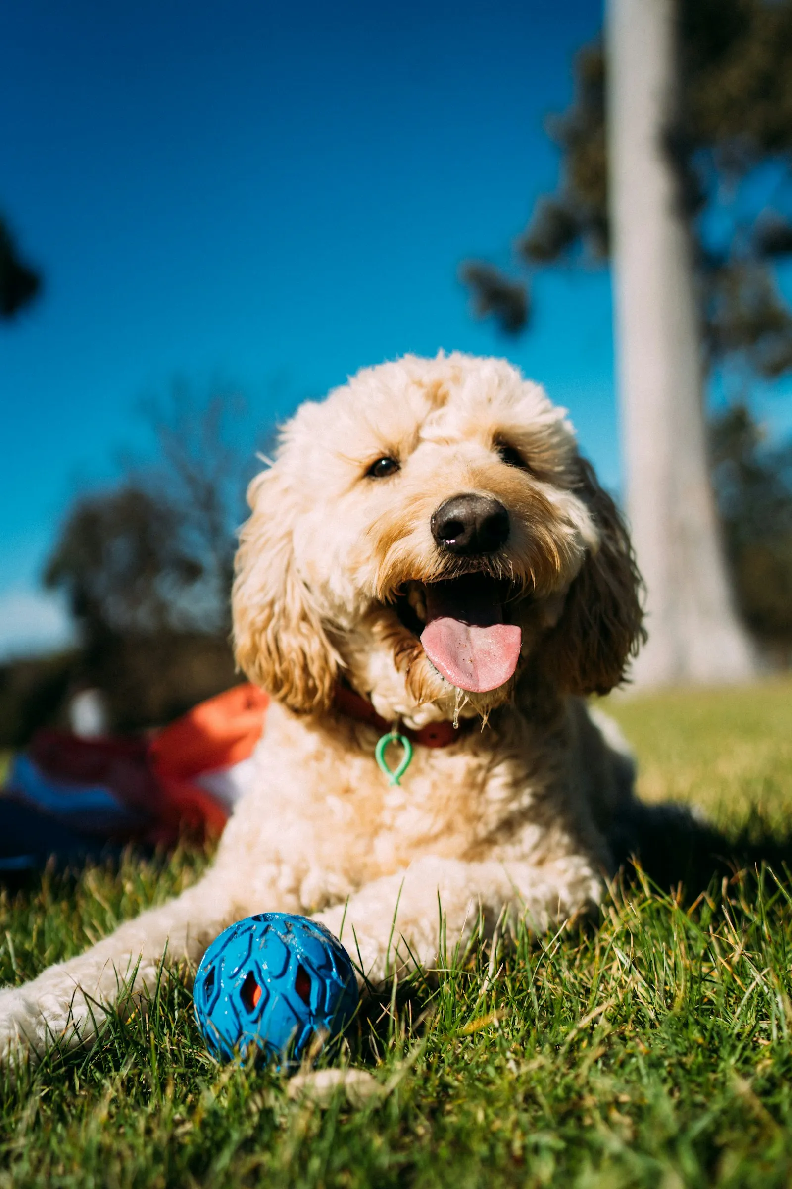 A long-haired dog standing on a green lawn