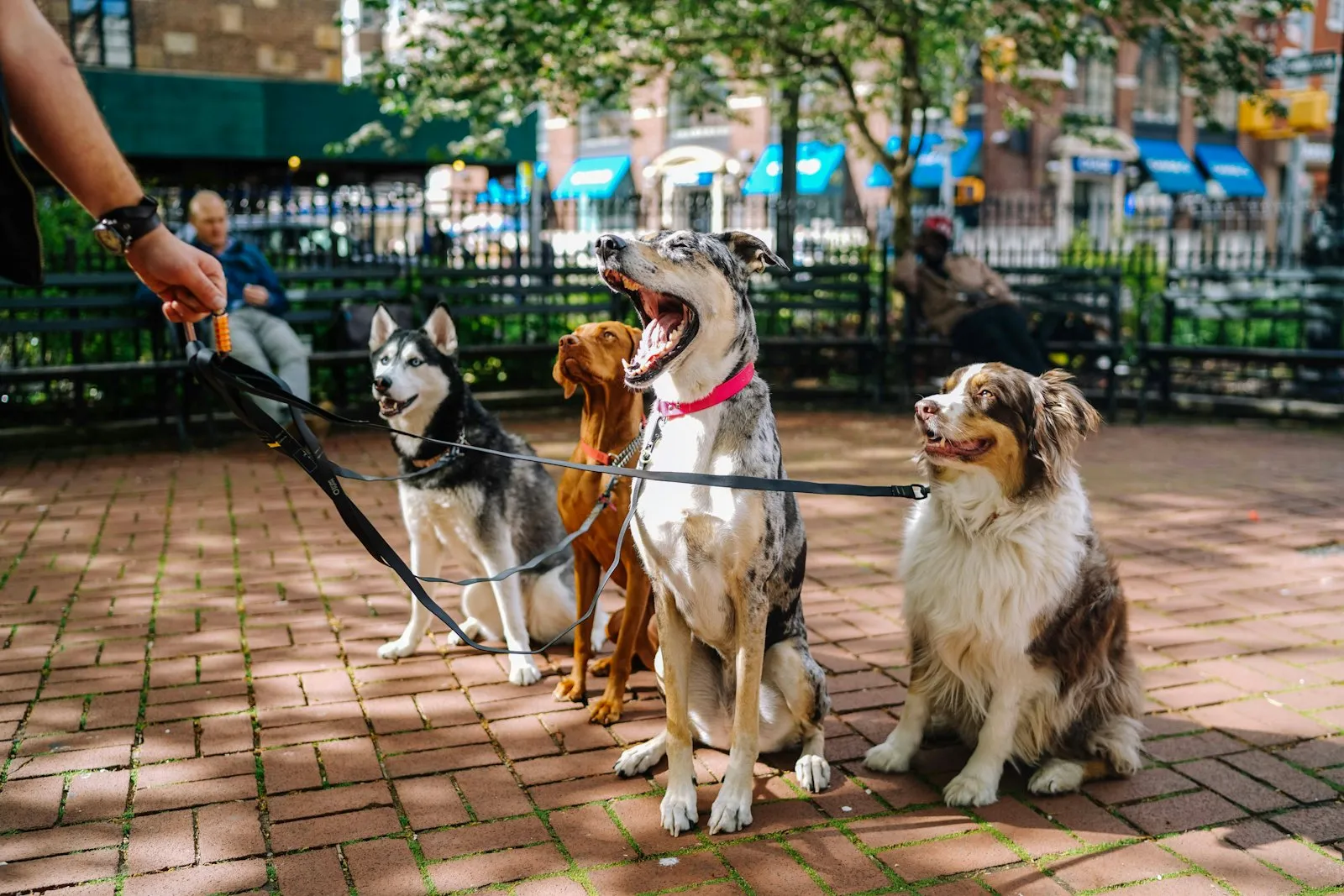 Several dogs playing together off-leash on the grass at a city dog park