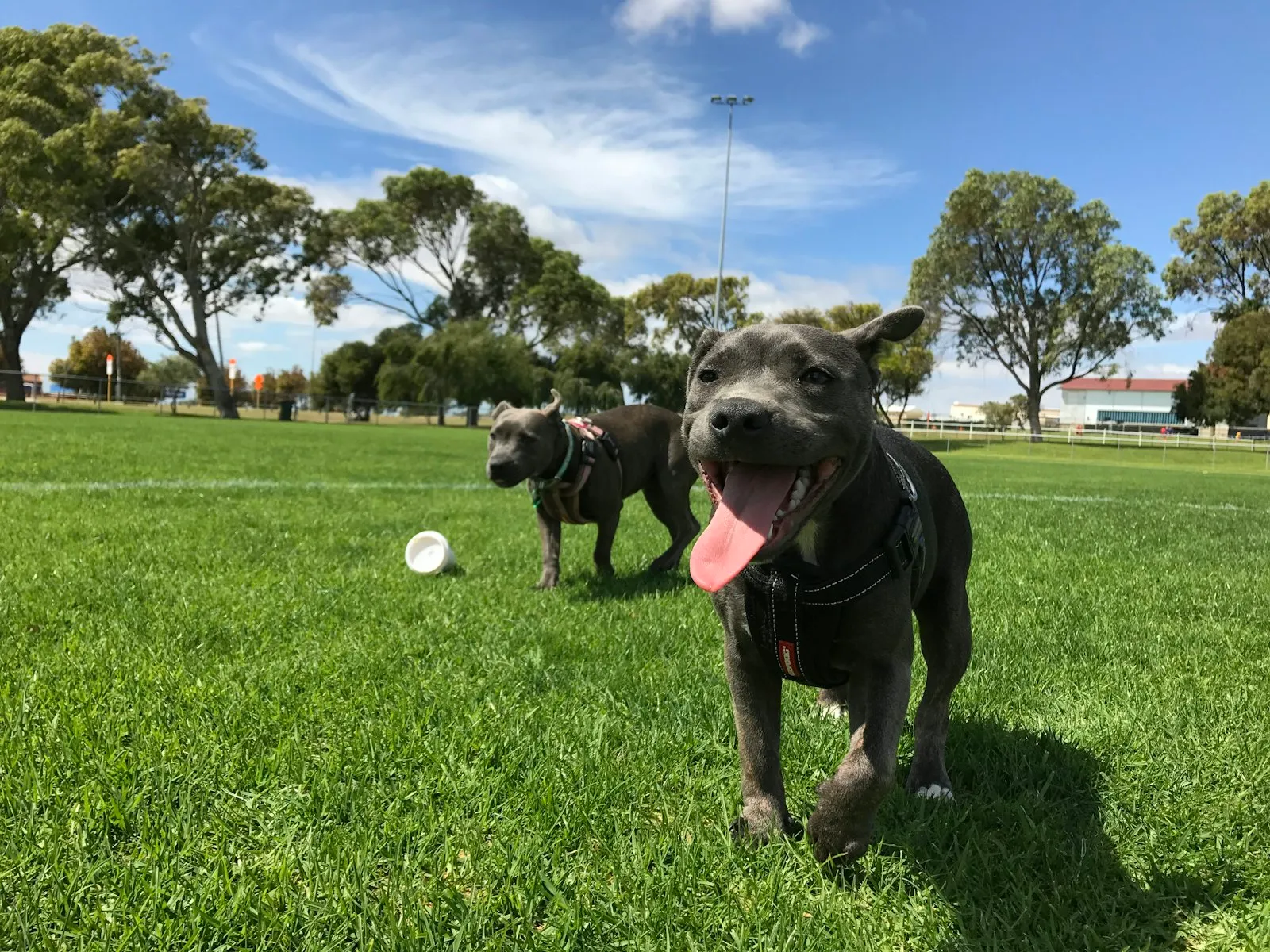 A dog playing with a ball on green grass