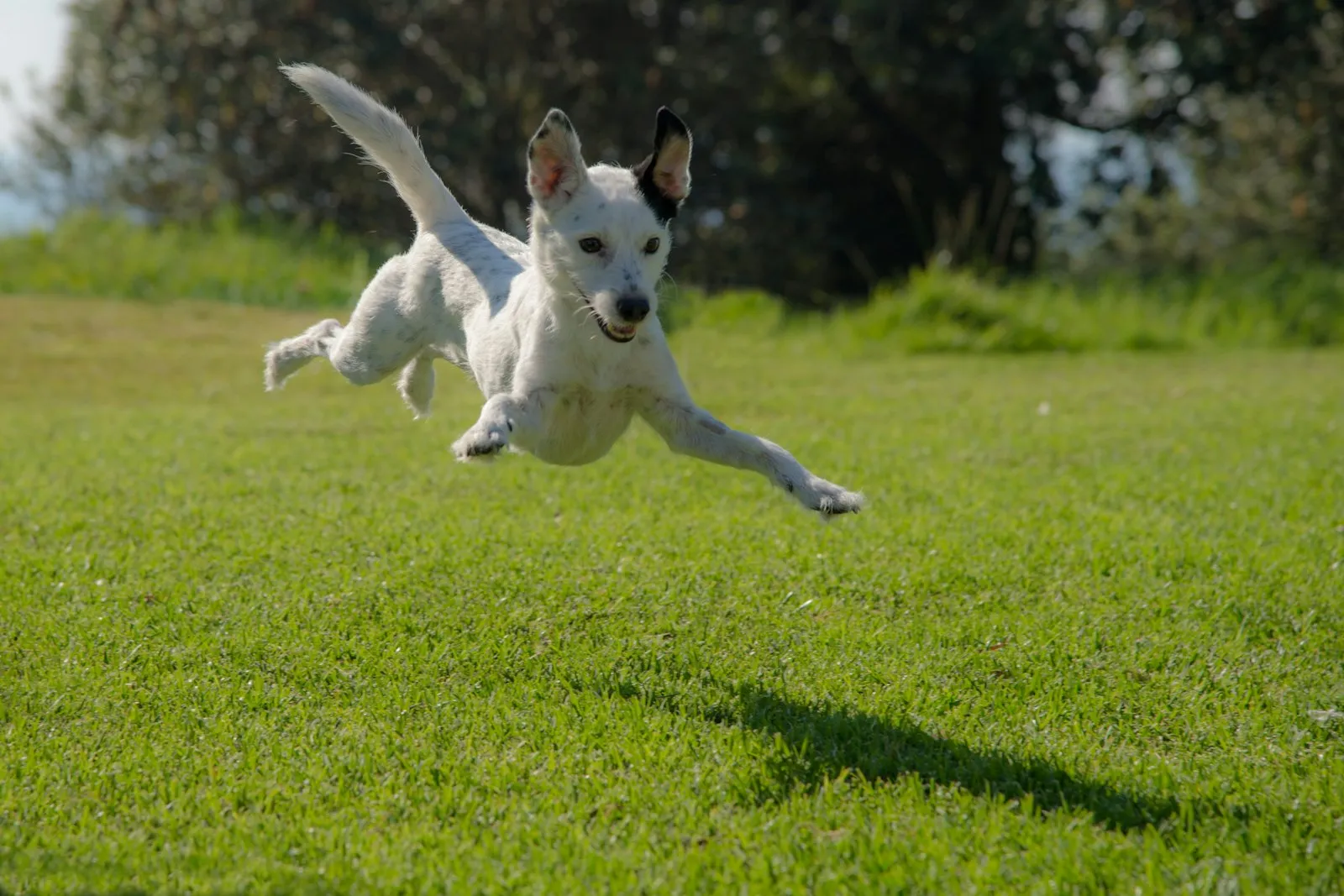 A dog leaping across an open grassy field