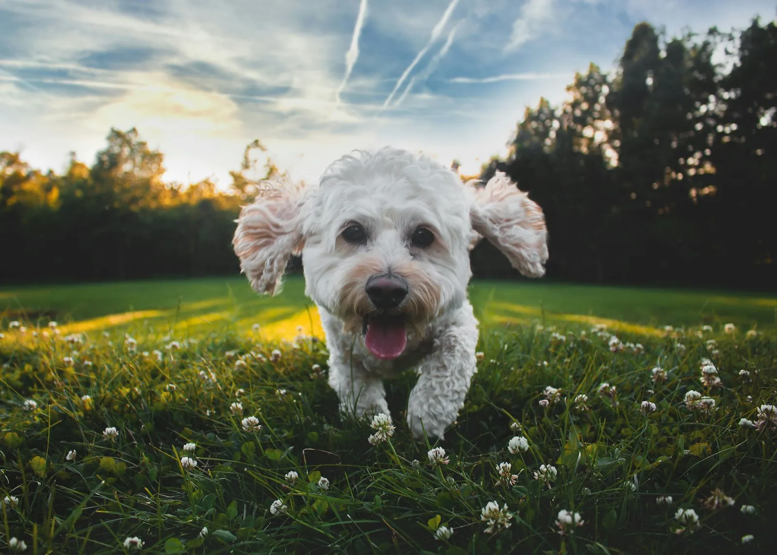 A dog running on a grass field